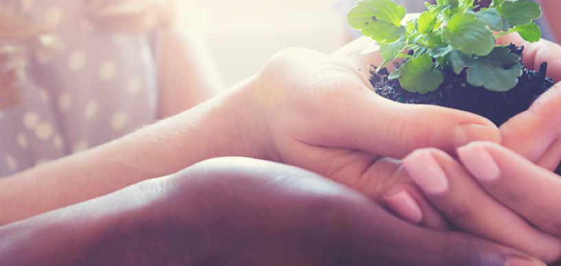 Bild på händer som håller en grön växt i jord.